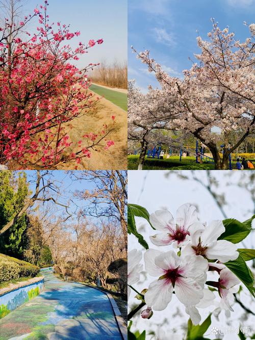 青岛适合养什么花，青岛适合的植物-第3张图片-优品飞百科