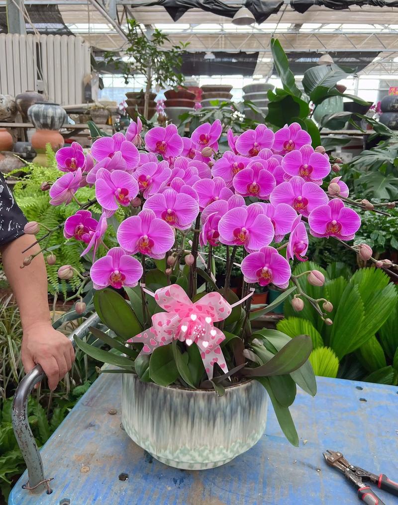 青岛适合养什么花，青岛适合的植物-第5张图片-优品飞百科
