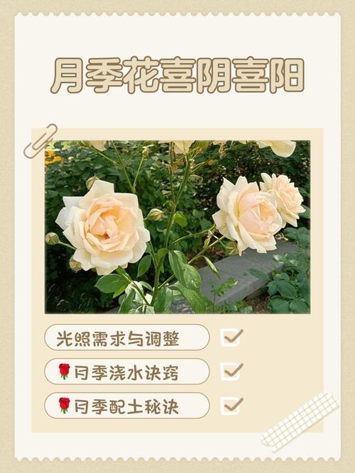 月季花秋天怎么养，月季秋季养护技巧？-第2张图片-优品飞百科