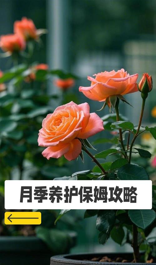 月季花秋天怎么养，月季秋季养护技巧？-第3张图片-优品飞百科