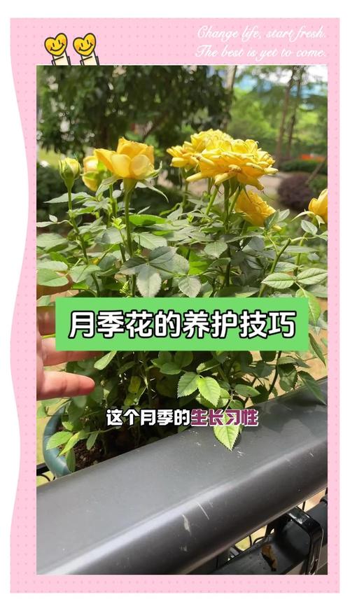 月季花秋天怎么养，月季秋季养护技巧？-第4张图片-优品飞百科