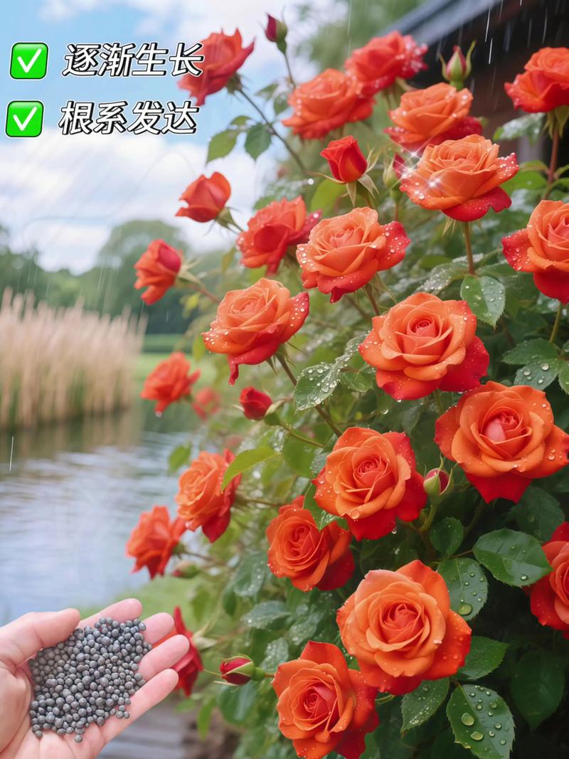 月季花秋天怎么养，月季秋季养护技巧？-第5张图片-优品飞百科