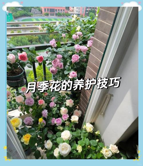 月季花秋天怎么养，月季秋季养护技巧？-第6张图片-优品飞百科