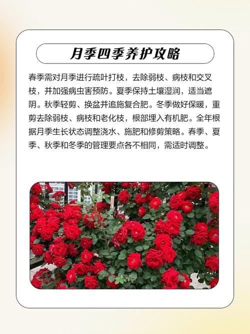 月季花秋天怎么养，月季秋季养护技巧？-第7张图片-优品飞百科