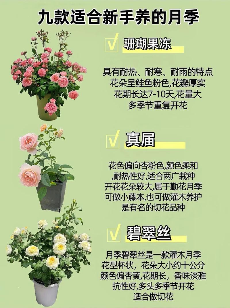 月季花秋天怎么养，月季秋季养护技巧？-第8张图片-优品飞百科