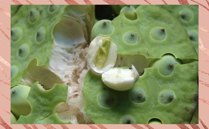 飞碟瓜怎么吃，飞碟瓜百度百科？-第4张图片-优品飞百科