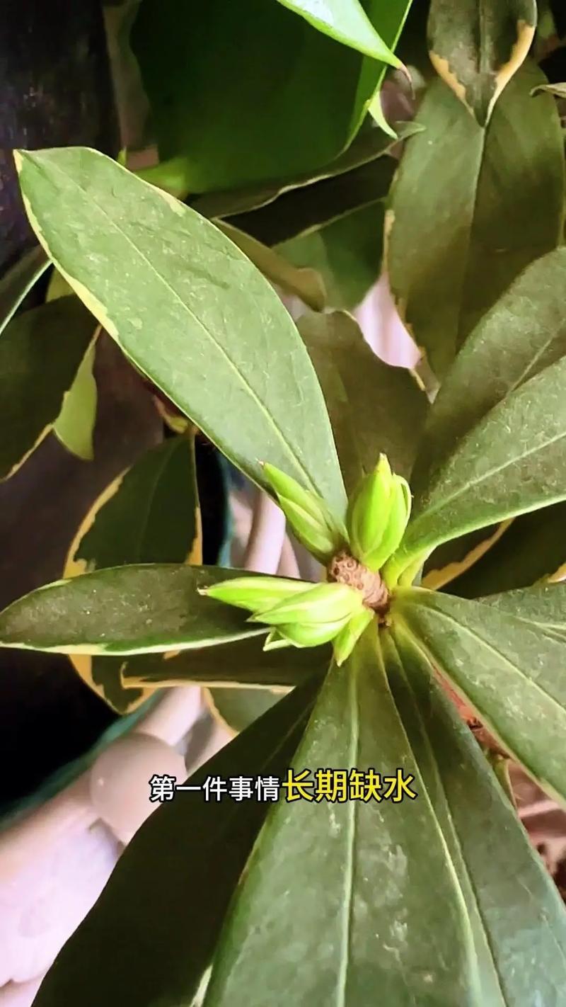 金边瑞香黄叶的原因及处理办法，金边瑞香叶子黄了能救过来吗？-第3张图片-优品飞百科