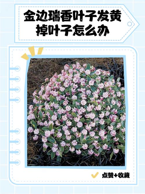 金边瑞香黄叶的原因及处理办法，金边瑞香叶子黄了能救过来吗？-第5张图片-优品飞百科