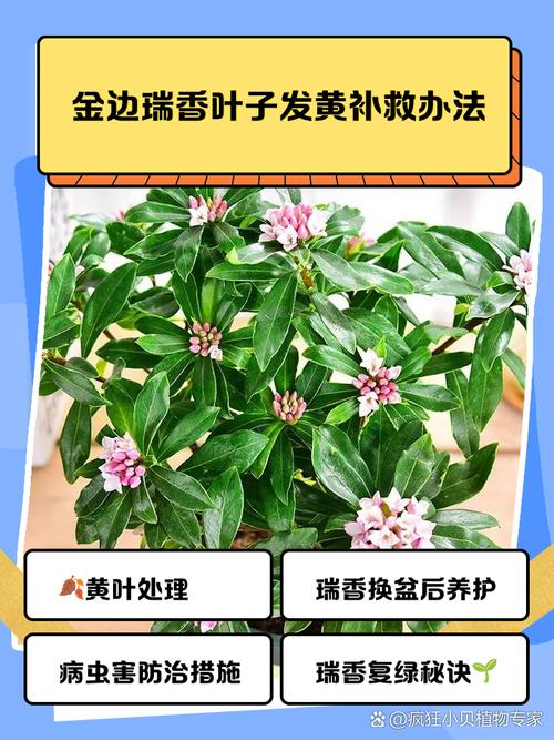 金边瑞香黄叶的原因及处理办法，金边瑞香叶子黄了能救过来吗？-第6张图片-优品飞百科