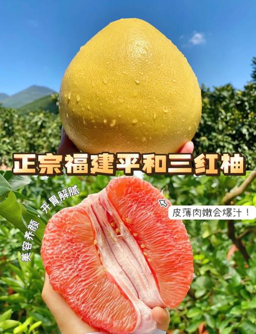 柚子新品种？柚子新品种介绍？-第4张图片-优品飞百科