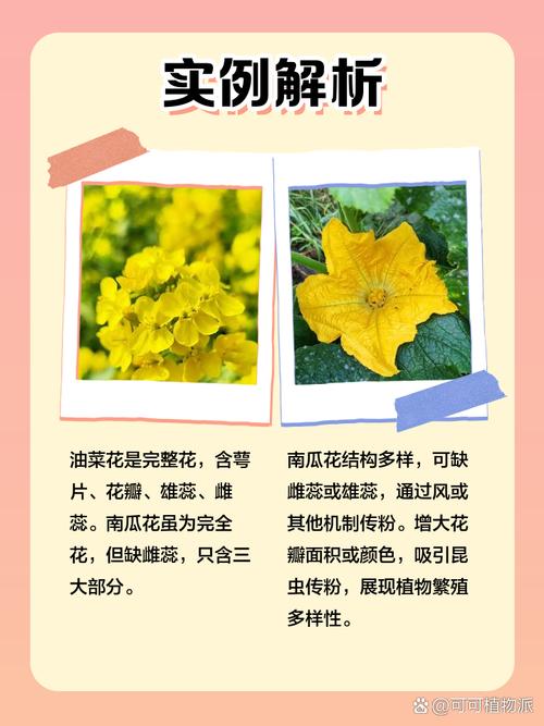 完全花有哪些花，完全花有哪几部分组成？