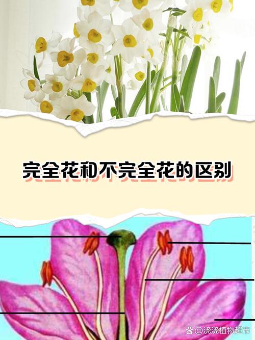 完全花有哪些花，完全花有哪几部分组成？-第2张图片-优品飞百科