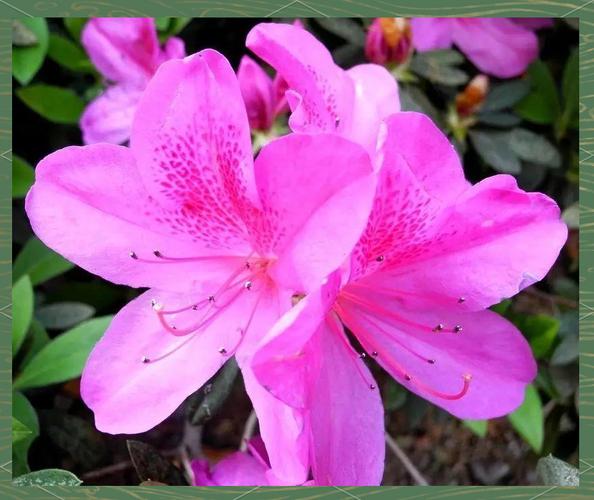 完全花有哪些花，完全花有哪几部分组成？-第5张图片-优品飞百科