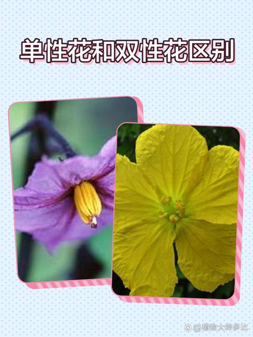 完全花有哪些花，完全花有哪几部分组成？-第6张图片-优品飞百科