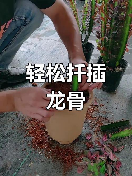 龙骨怎样扦插？龙骨怎样扦插繁殖？-第2张图片-优品飞百科