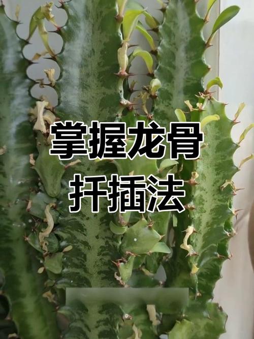 龙骨怎样扦插？龙骨怎样扦插繁殖？-第4张图片-优品飞百科