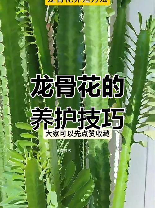 龙骨怎样扦插？龙骨怎样扦插繁殖？-第5张图片-优品飞百科