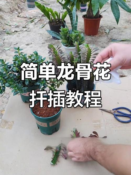 龙骨怎样扦插？龙骨怎样扦插繁殖？-第6张图片-优品飞百科