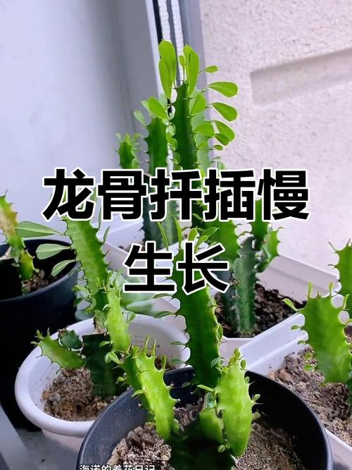 龙骨怎样扦插？龙骨怎样扦插繁殖？-第8张图片-优品飞百科