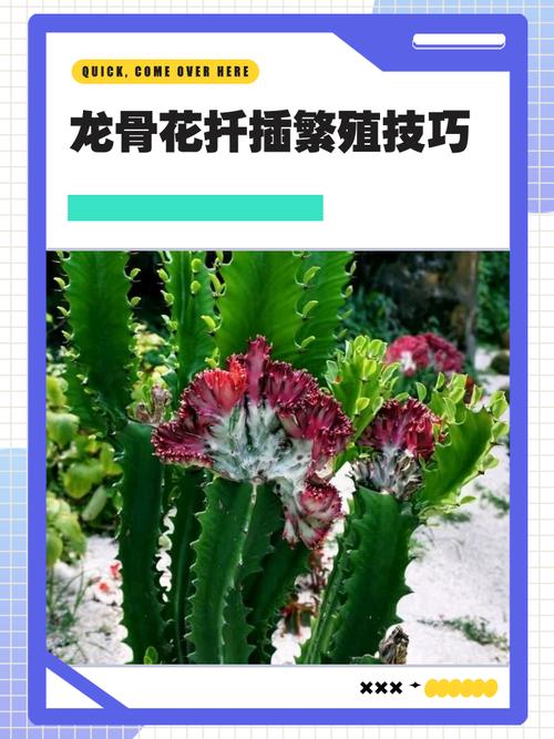 龙骨怎样扦插？龙骨怎样扦插繁殖？-第7张图片-优品飞百科