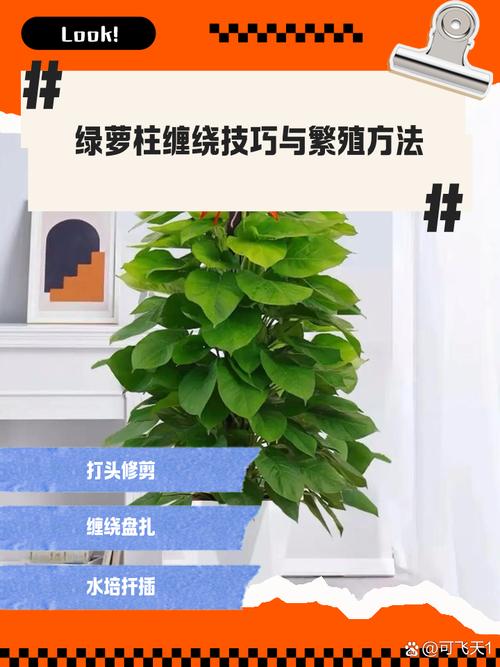 绿萝拿绳子一绑，绿萝怎么用绳子把它吊起来？-第5张图片-优品飞百科
