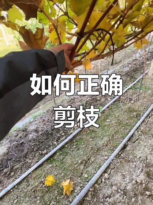 葡萄开花怎么处理？葡萄开花了打什么药？