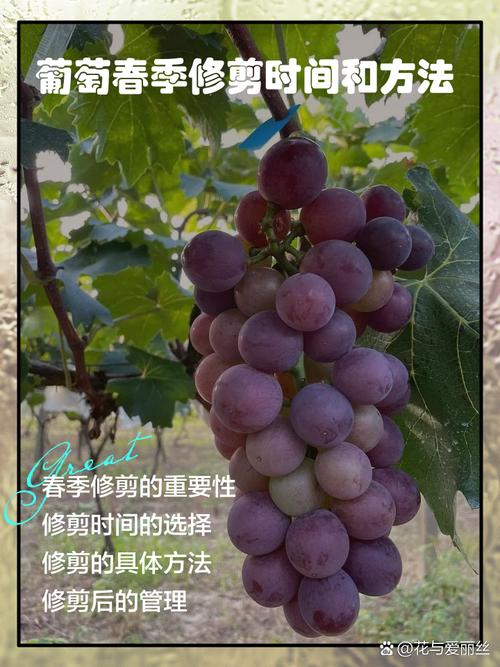 葡萄开花怎么处理？葡萄开花了打什么药？-第4张图片-优品飞百科