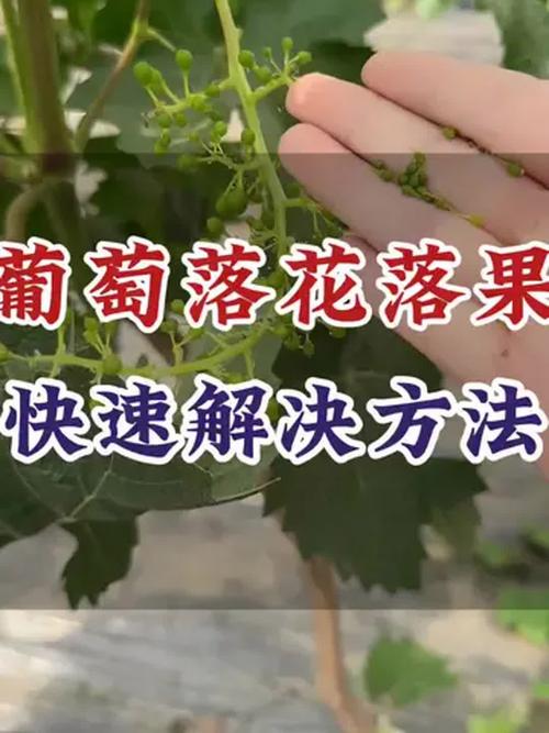葡萄开花怎么处理？葡萄开花了打什么药？-第5张图片-优品飞百科