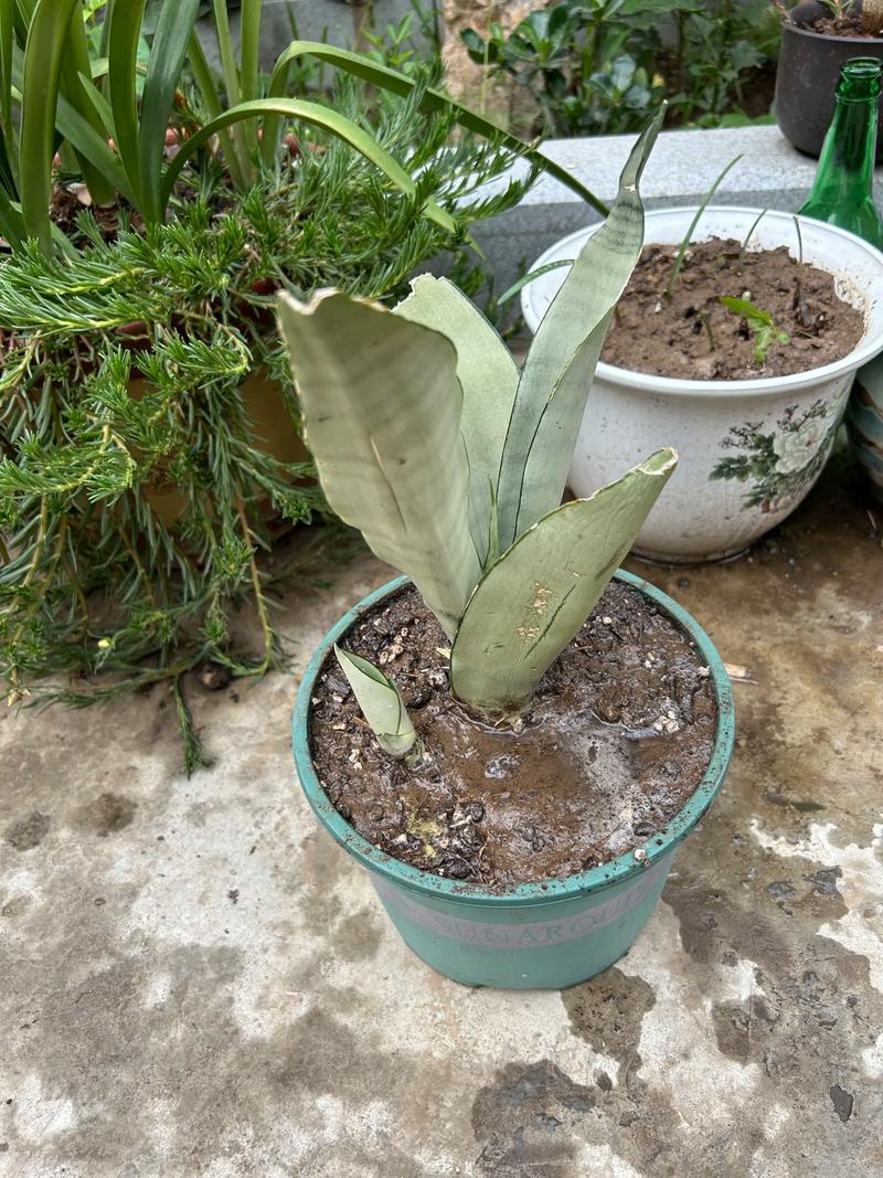 虎皮兰可以用沙子种吗？虎皮兰铺面用沙子石头？-第5张图片-优品飞百科