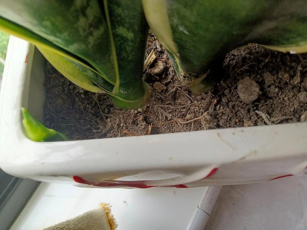 虎皮兰可以用沙子种吗？虎皮兰铺面用沙子石头？-第6张图片-优品飞百科