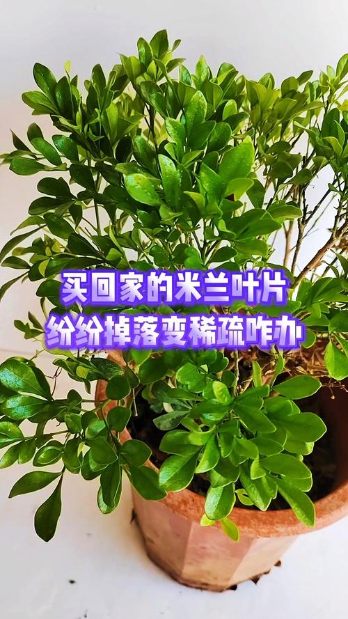 米兰花黄叶的原因和处理办法，米兰花叶发黄什么原因?？-第2张图片-优品飞百科