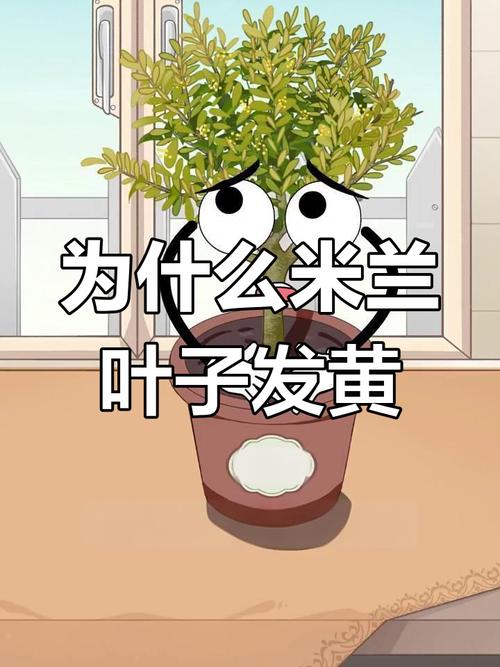 米兰花黄叶的原因和处理办法，米兰花叶发黄什么原因?？-第3张图片-优品飞百科
