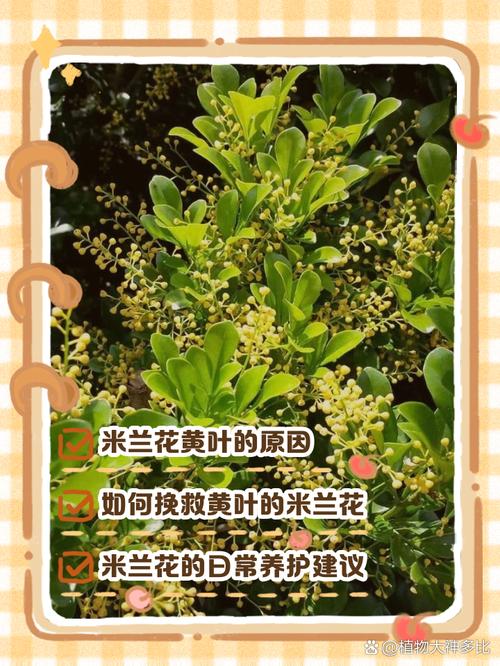 米兰花黄叶的原因和处理办法，米兰花叶发黄什么原因?？-第4张图片-优品飞百科