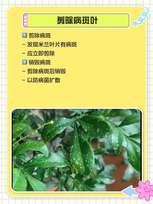 米兰花黄叶的原因和处理办法，米兰花叶发黄什么原因?？-第5张图片-优品飞百科