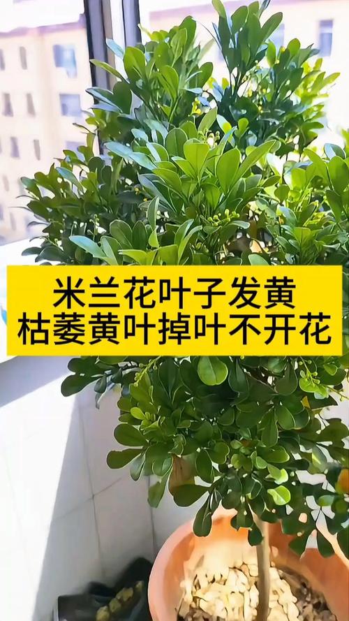 米兰花黄叶的原因和处理办法，米兰花叶发黄什么原因?？-第6张图片-优品飞百科