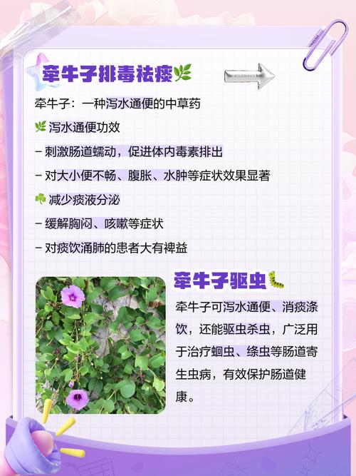 牵牛子的功效和作用，牵牛子作用及食用方法-第3张图片-优品飞百科