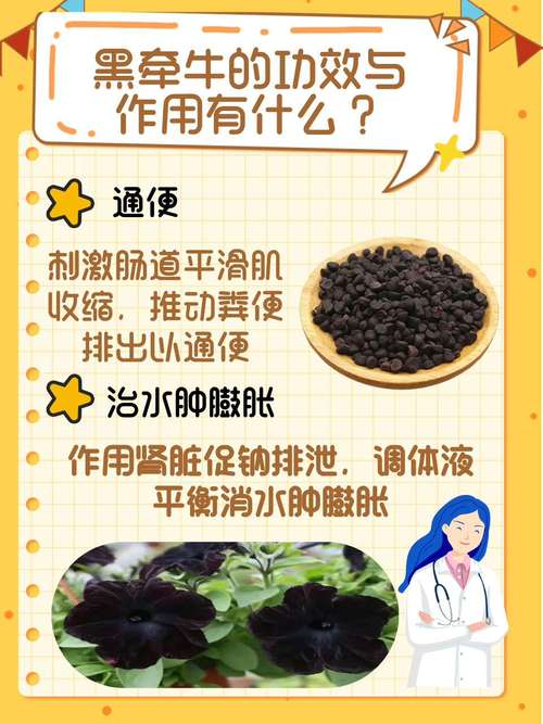 牵牛子的功效和作用，牵牛子作用及食用方法-第5张图片-优品飞百科