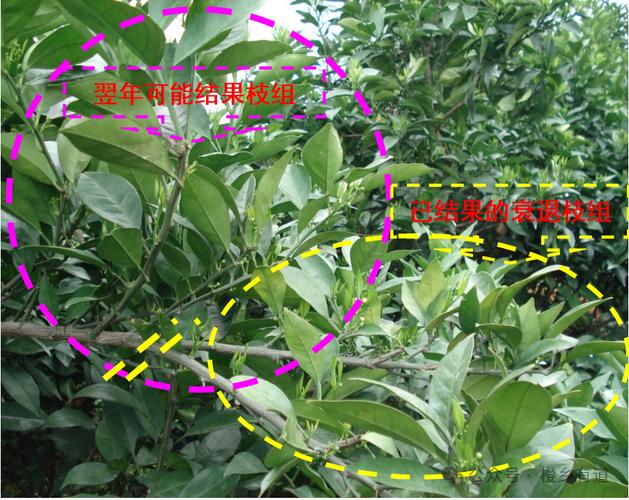 脐橙冬季怎么修剪，脐橙冬季修剪技术视频？-第3张图片-优品飞百科