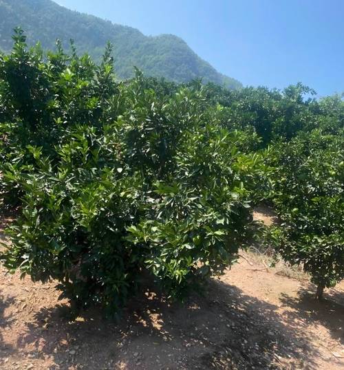 脐橙冬季怎么修剪，脐橙冬季修剪技术视频？-第4张图片-优品飞百科