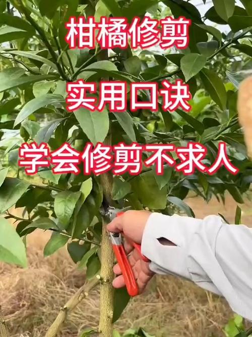 脐橙冬季怎么修剪，脐橙冬季修剪技术视频？-第5张图片-优品飞百科
