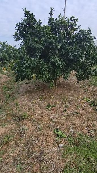脐橙冬季怎么修剪，脐橙冬季修剪技术视频？-第6张图片-优品飞百科