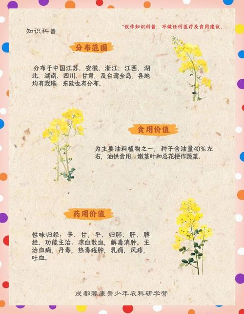 油菜花叶子功效与作用，油菜花有什么特点，油菜花的叶子能吃吗?-第2张图片-优品飞百科