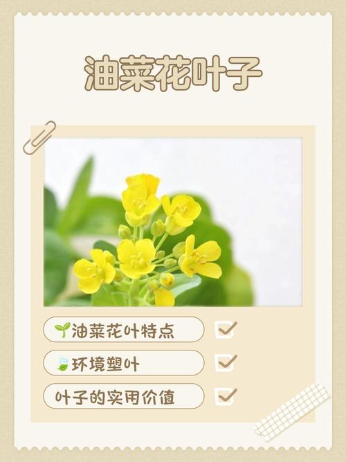 油菜花叶子功效与作用，油菜花有什么特点，油菜花的叶子能吃吗?-第3张图片-优品飞百科