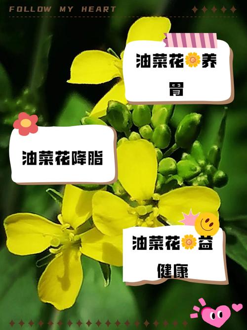 油菜花叶子功效与作用，油菜花有什么特点，油菜花的叶子能吃吗?-第4张图片-优品飞百科