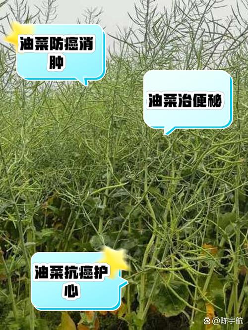 油菜花叶子功效与作用，油菜花有什么特点，油菜花的叶子能吃吗?-第5张图片-优品飞百科
