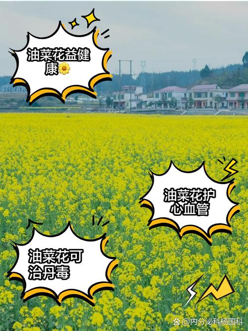 油菜花叶子功效与作用，油菜花有什么特点，油菜花的叶子能吃吗?-第6张图片-优品飞百科