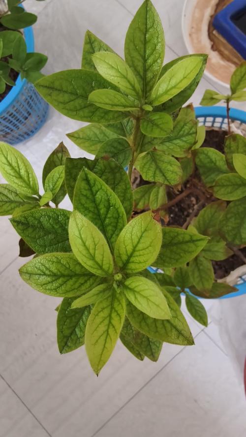 杜鹃花叶子全部发黄怎么办？杜鹃花叶子枯黄是什么原因？-第1张图片-优品飞百科