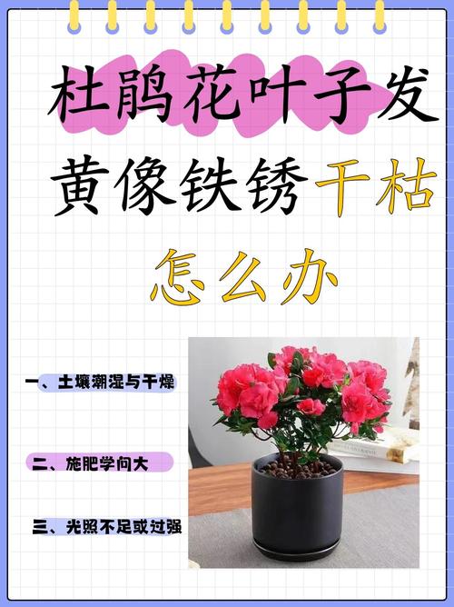 杜鹃花叶子全部发黄怎么办？杜鹃花叶子枯黄是什么原因？-第3张图片-优品飞百科