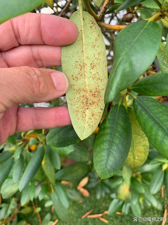 杜鹃花叶子全部发黄怎么办？杜鹃花叶子枯黄是什么原因？-第4张图片-优品飞百科