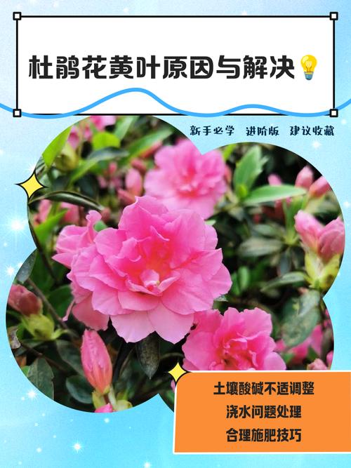杜鹃花叶子全部发黄怎么办？杜鹃花叶子枯黄是什么原因？-第5张图片-优品飞百科